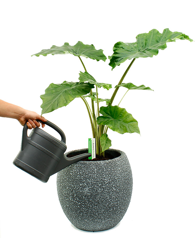 Alocasia Elefantenohr Pflege 123zimmerpflanzen