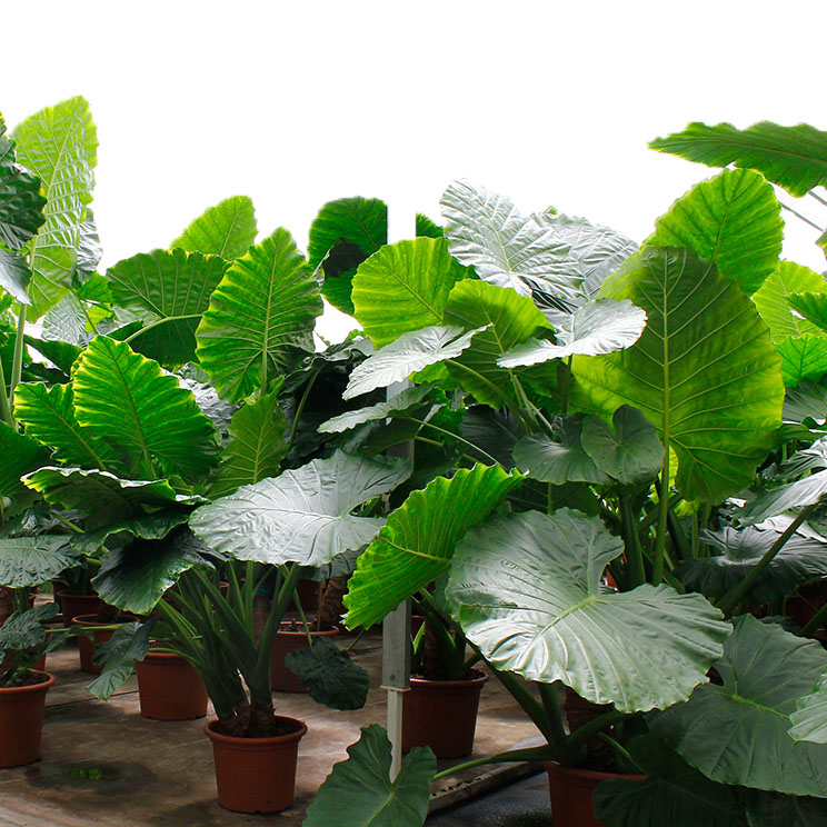 Alocasia Elefantenohr Pflege 123zimmerpflanzen
