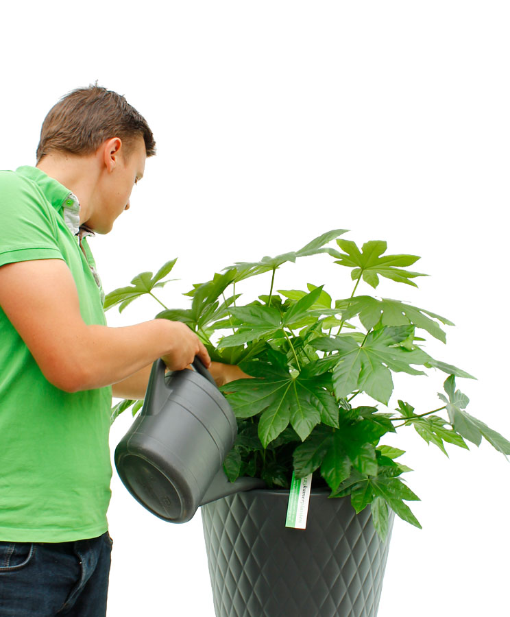 Fatsia Gießen