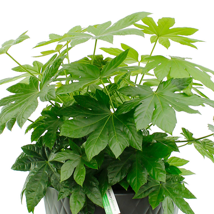 Fatsia Pflege Fatsia Pflege