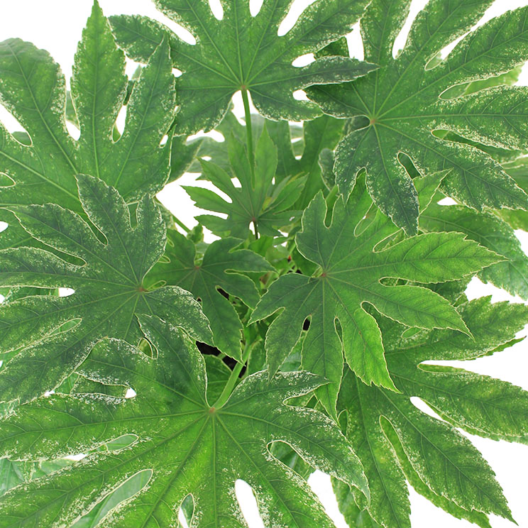 Fatsia Standort