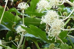 Blühende Fatsia