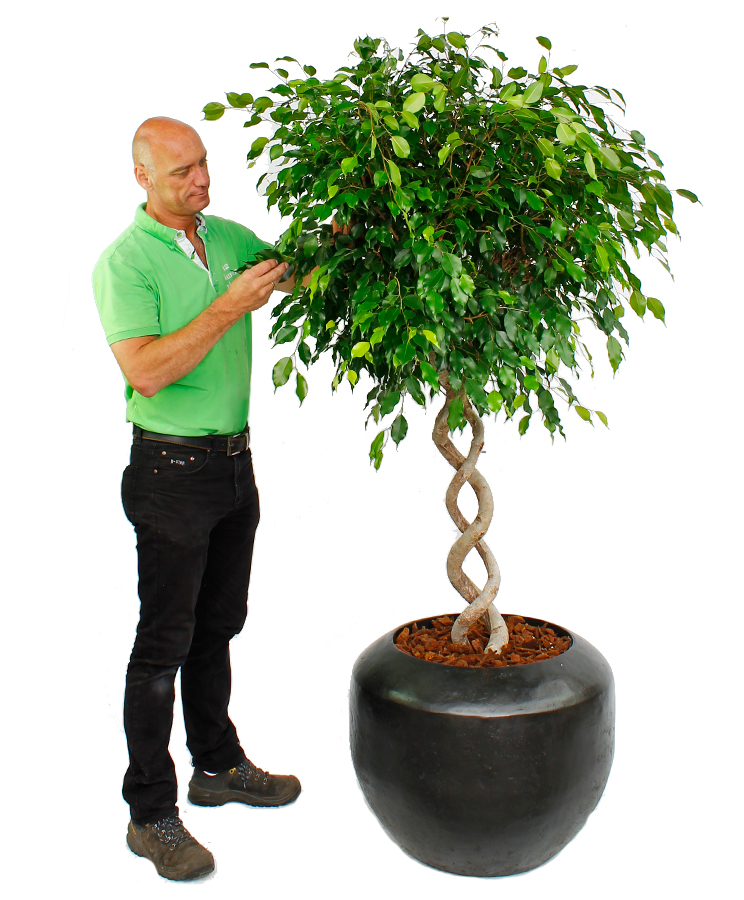 Blühende Ficus Blühende Ficus