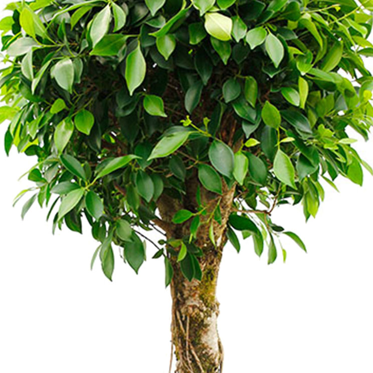Ficus Pflege