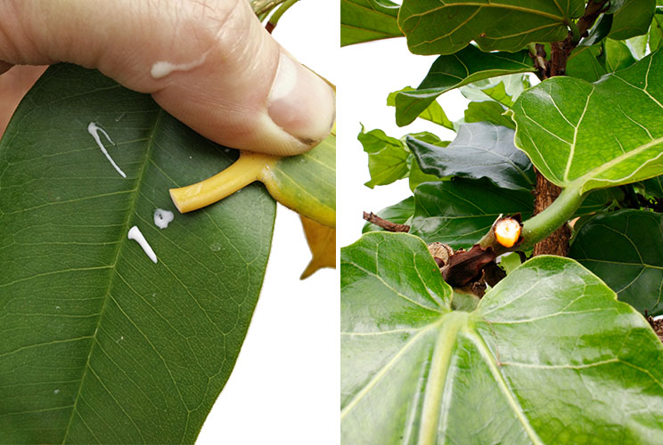 Ficus Wartung Ficus Wartung