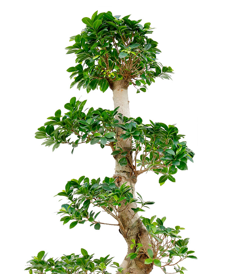 Ficus Standort Ficus Standort