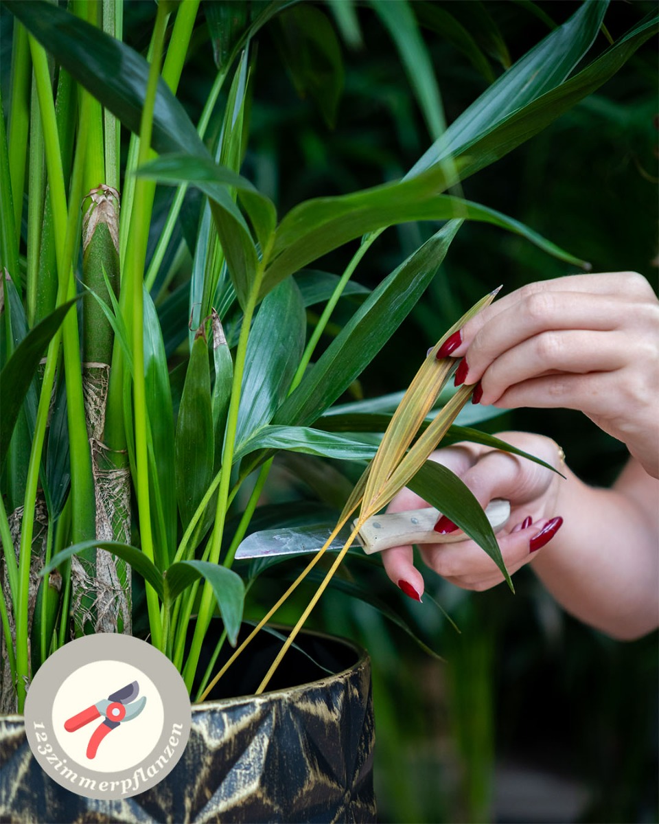 Kentia Palme Wartung