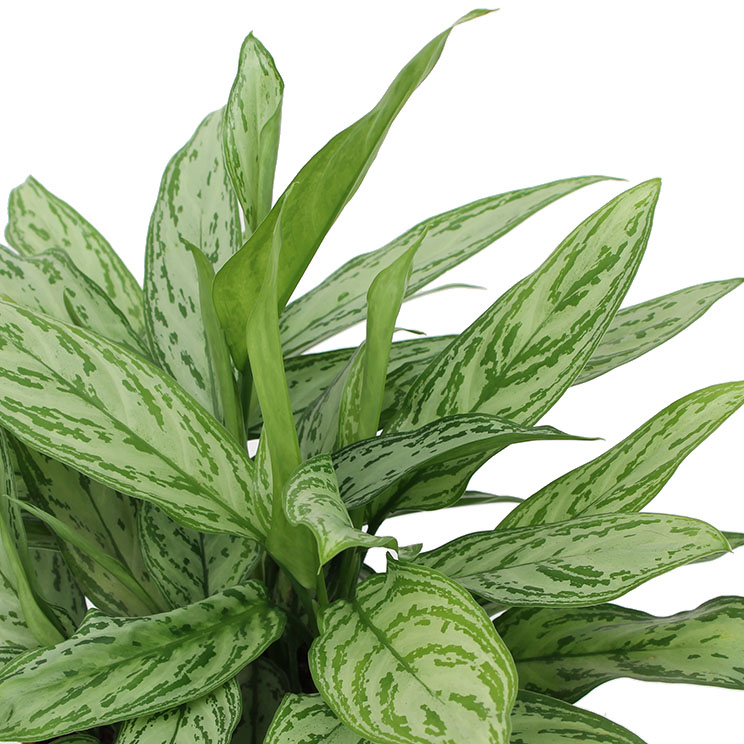 Kolbenfaden (Aglaonema) Pflege 123zimmerpflanzen
