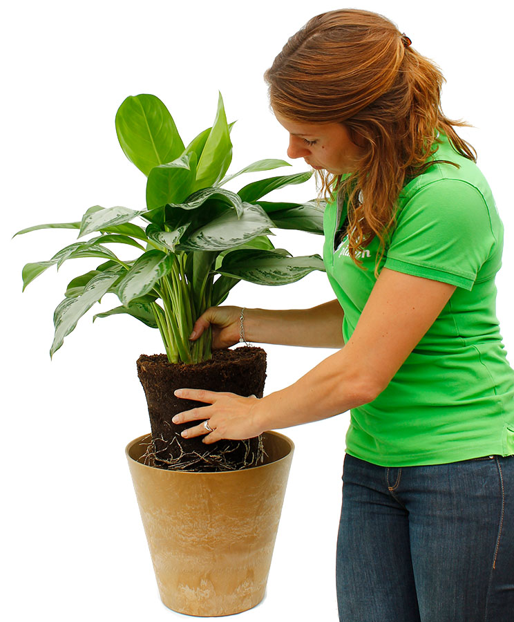 57+ Kolbenfaden Allergie, Kolbenfaden aglaonema sind eine tropische