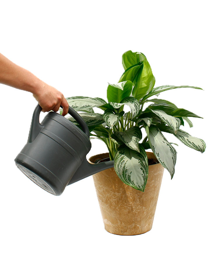 Kolbenfaden (Aglaonema) Pflege 123zimmerpflanzen