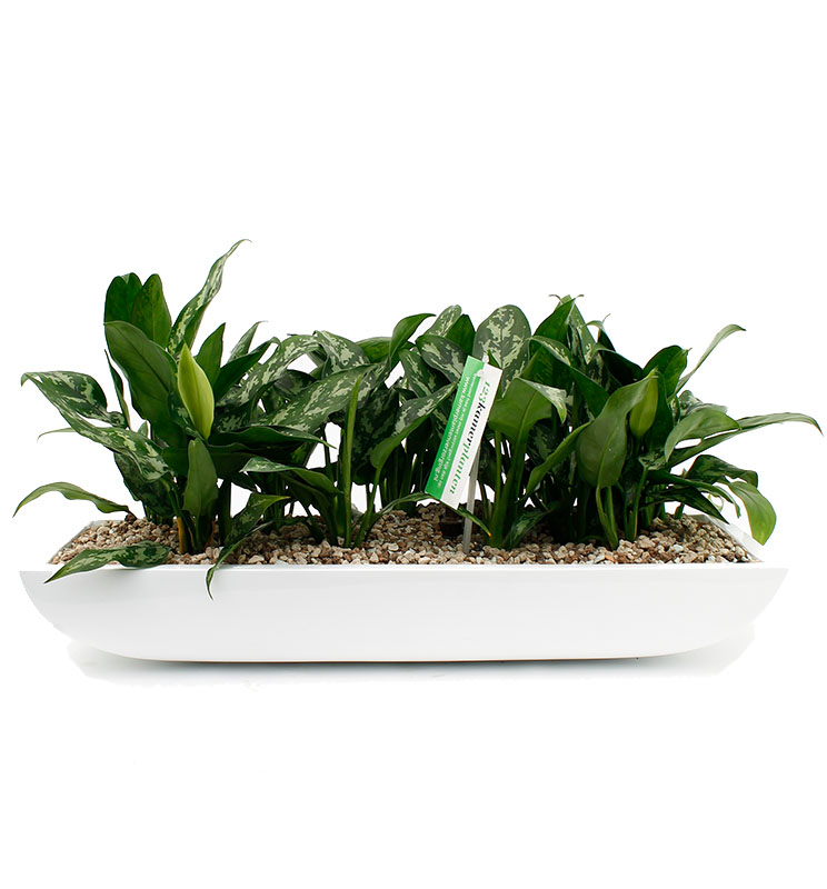 Kolbenfaden (Aglaonema) Pflege 123zimmerpflanzen