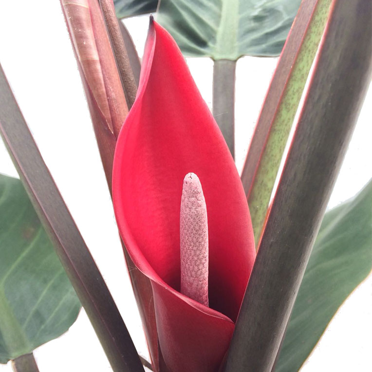 Philodendron (Baumfreund) Pflege 123zimmerpflanzen