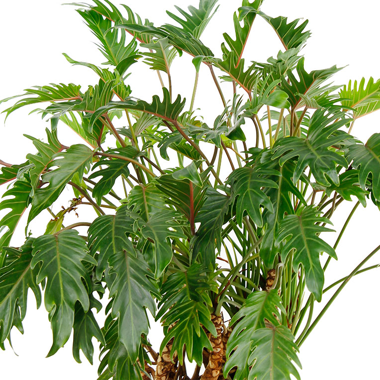 Philodendron Baumfreund Pflege 123zimmerpflanzen