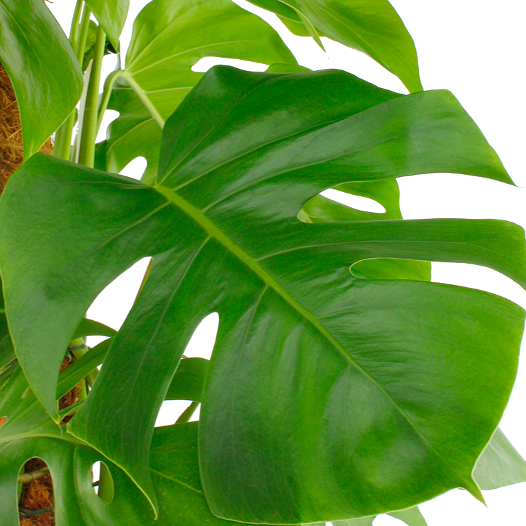 Philodendron (Baumfreund) Pflege 123zimmerpflanzen