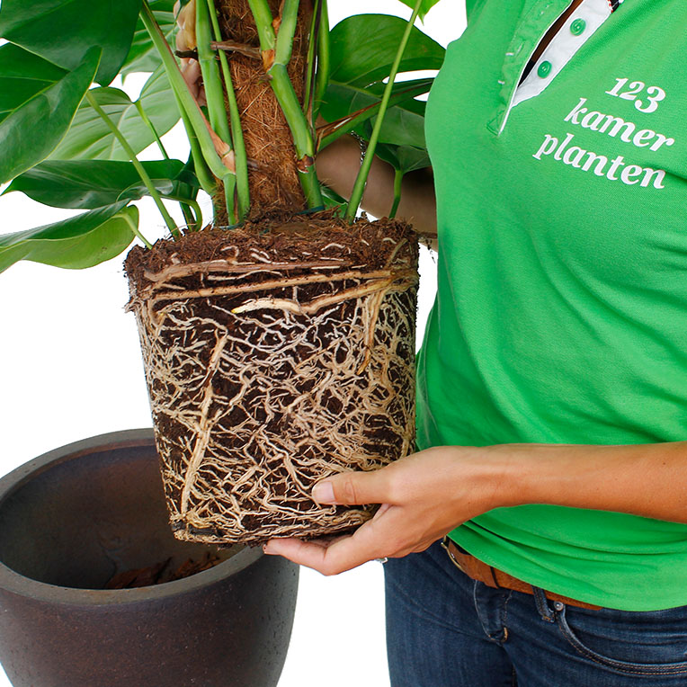 Philodendron (Baumfreund) Pflege 123zimmerpflanzen