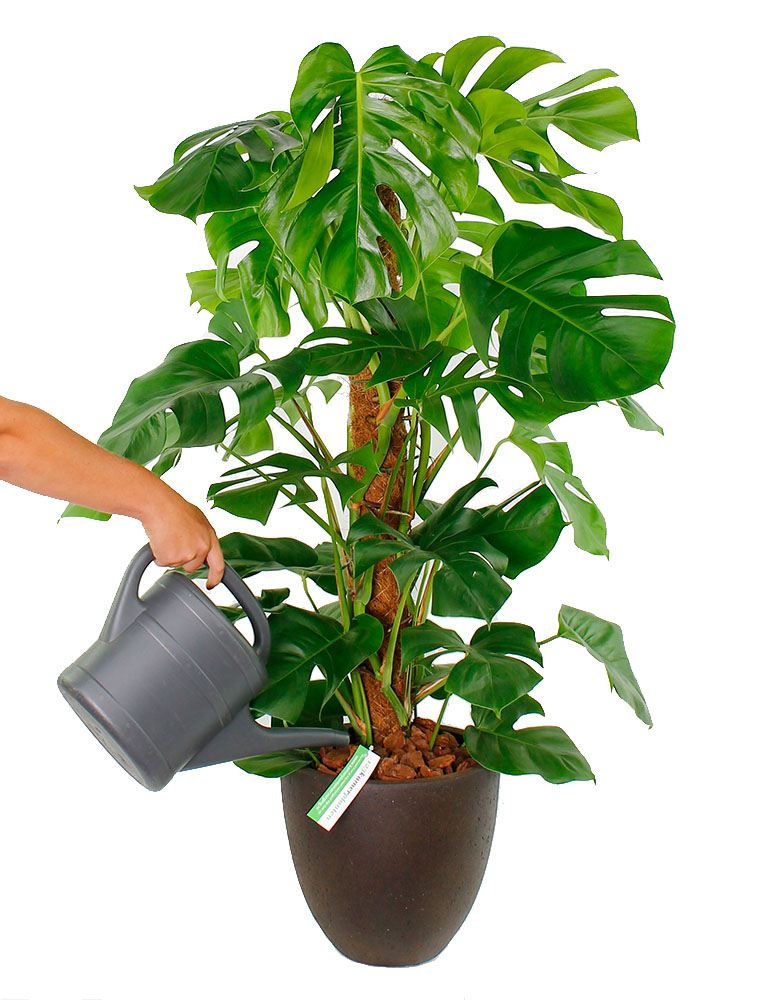 Philodendron Baumfreund Pflege 123zimmerpflanzen