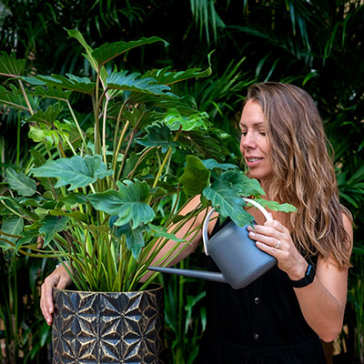 Philodendron kaufen