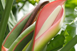 Philodendron (Baumfreund) Pflege