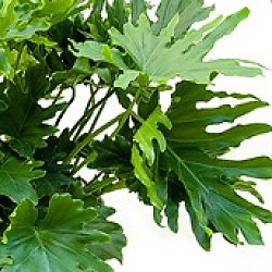 Philodendron (Baumfreund) Pflege