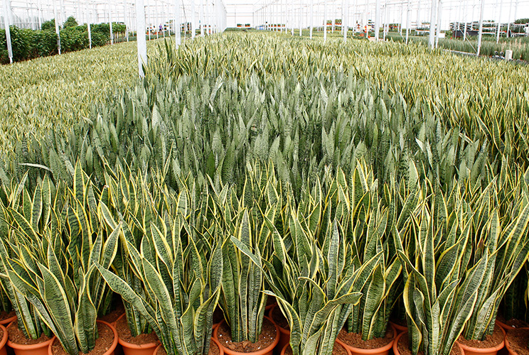 Blühende Sansevieria Blühende Sansevieria