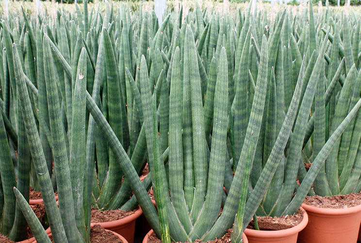 Düngen für Sansevieria Düngen für Sansevieria