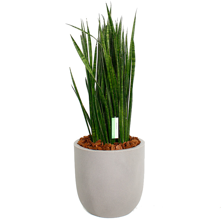 Sansevieria Umtopfen Sansevieria Umtopfen