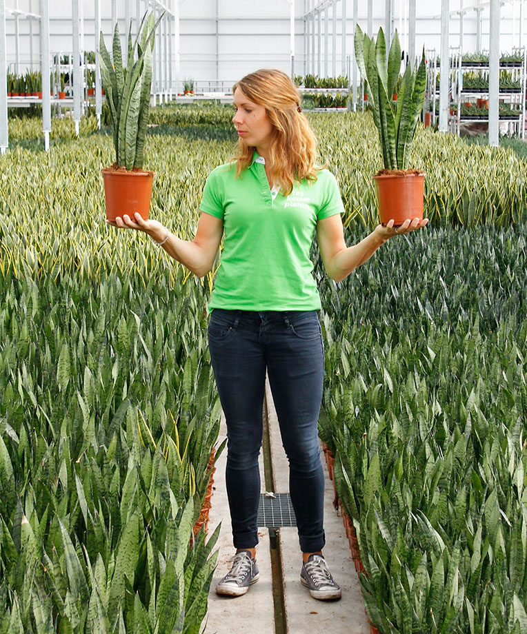 Sansevieria Wartung Sansevieria Wartung
