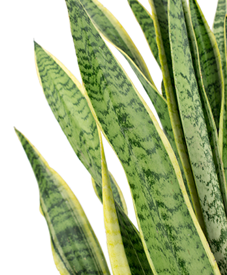 Sansevieria (Bogenhanf) Pflege 123zimmerpflanzen