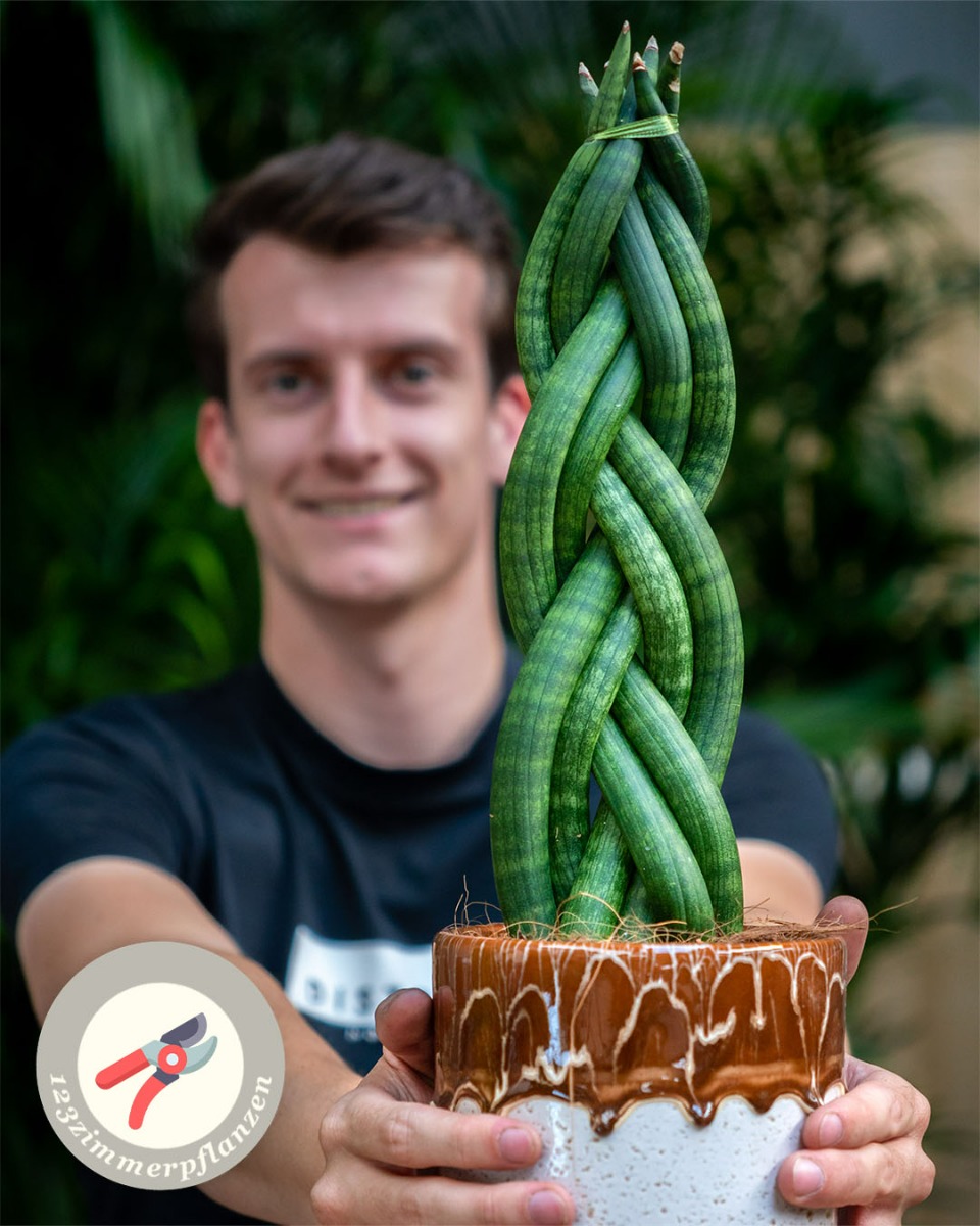 Sansevieria Wartung