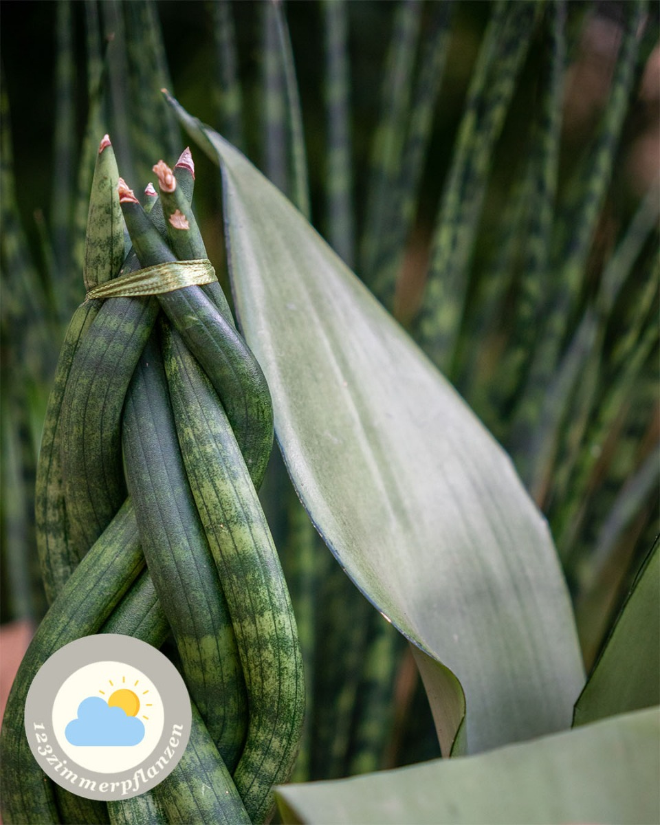 Sansevieria Standort