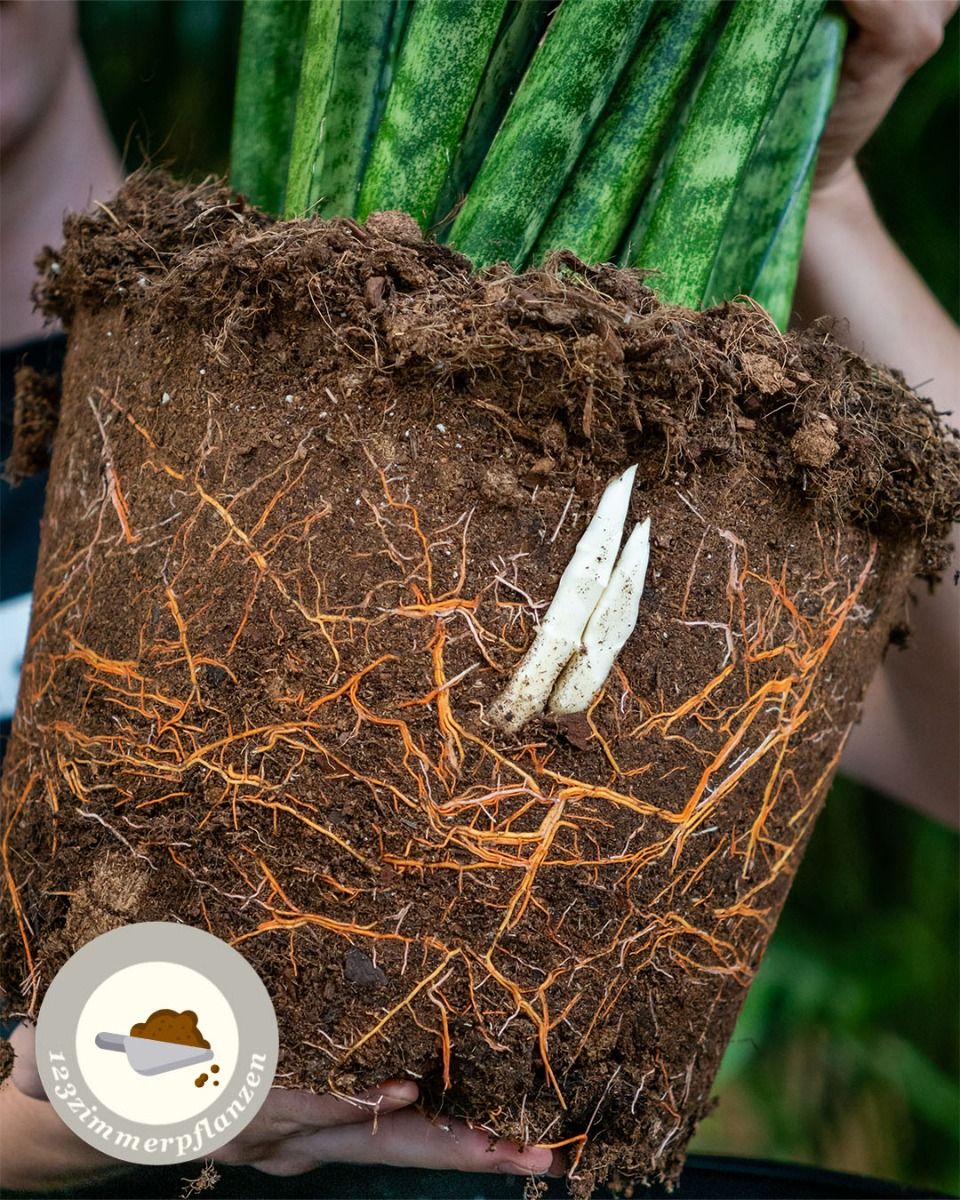 Sansevieria Umtopfen