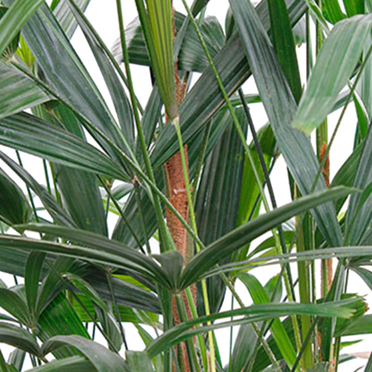 Steckenpalme Pflege Steckenpalme Pflege