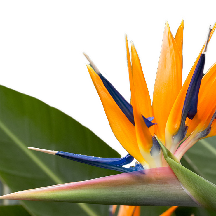 Sonne liebende Strelitzia kaufen Sonne liebende Strelitzia kaufen
