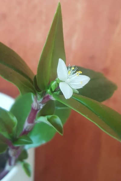 Tradescantia Quadricolor