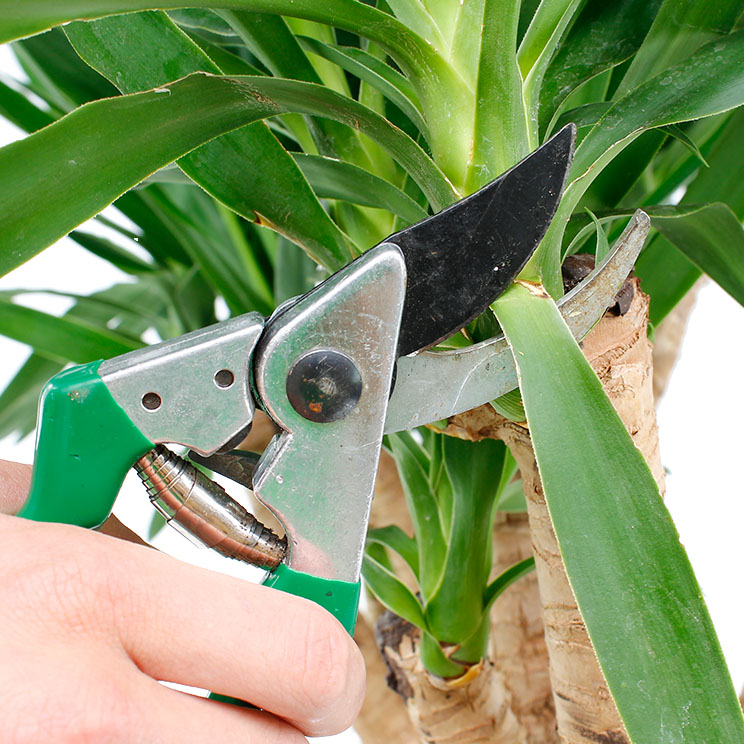Yucca Palme (Palmlilie) Pflege 123zimmerpflanzen