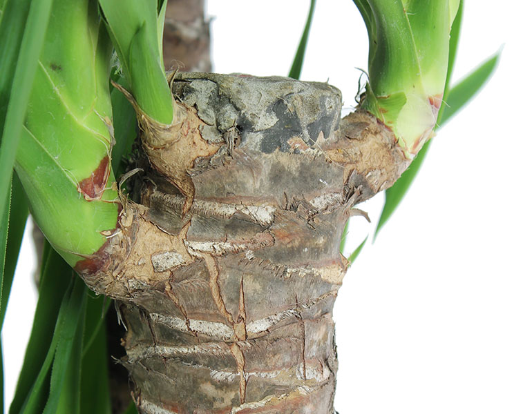 Yucca Palme (Palmlilie) Pflege