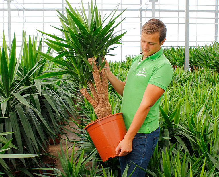 Düngen für Yucca Palme Düngen für Yucca Palme