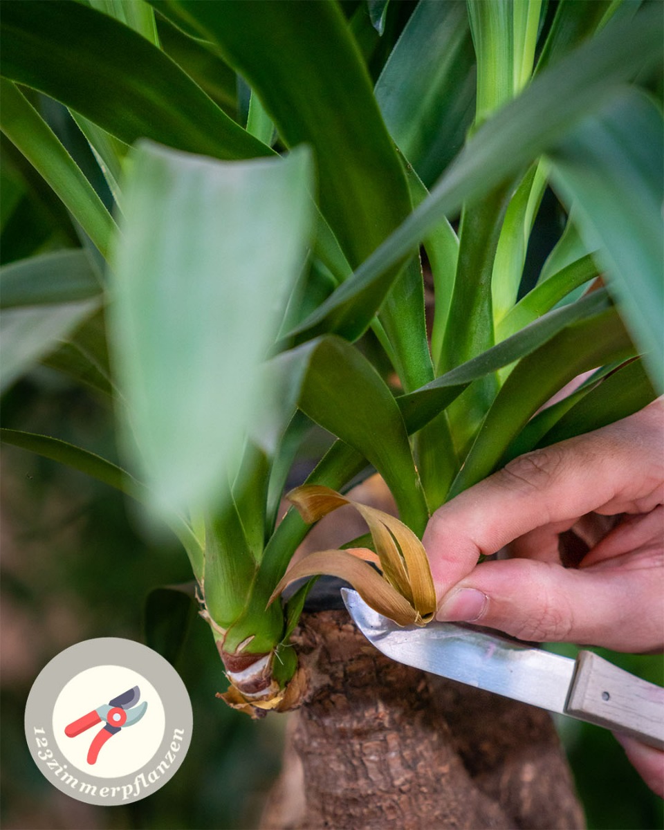 Yucca Palme Wartung