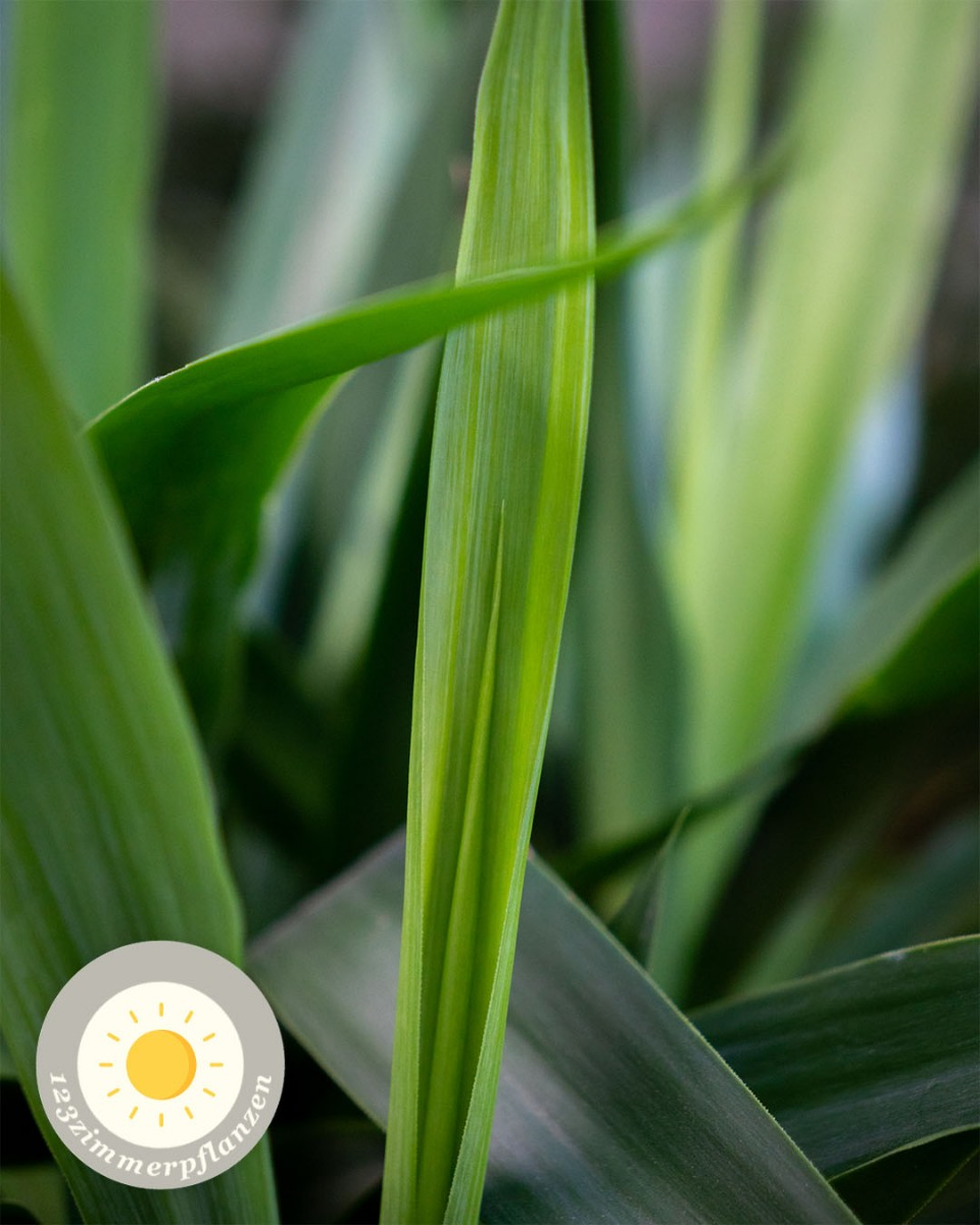 Yucca Palme Standort