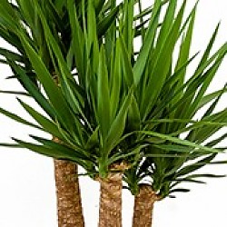 Yucca Palme Giftig Yucca Palme Giftig