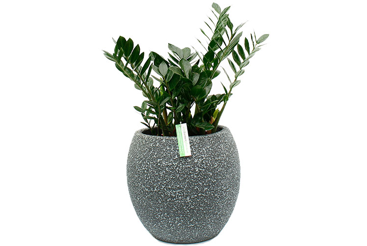 Düngen für Zamioculcas Düngen für Zamioculcas