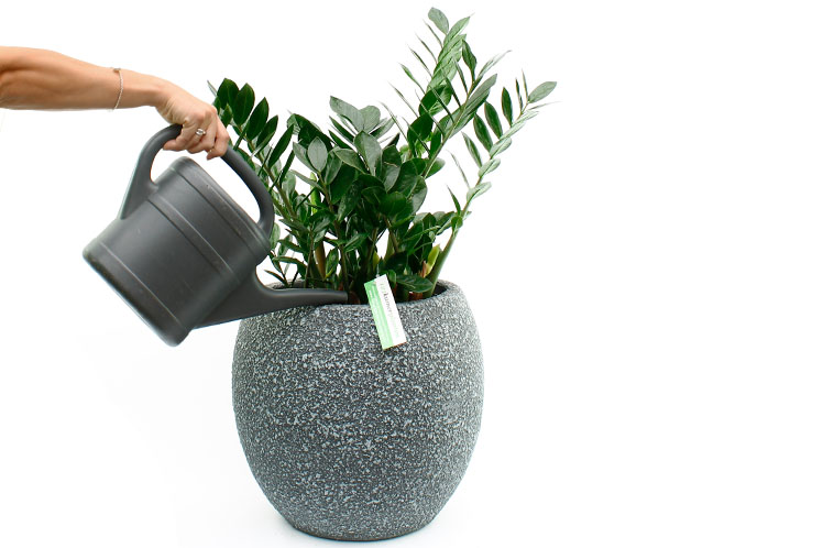 Zamioculcas Gießen