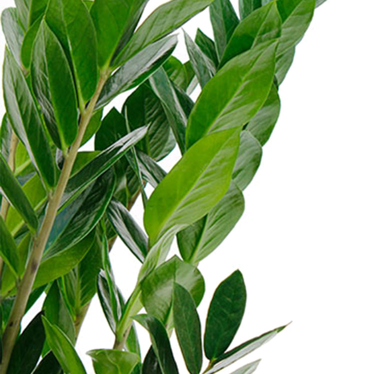 Zamioculcas Pflege