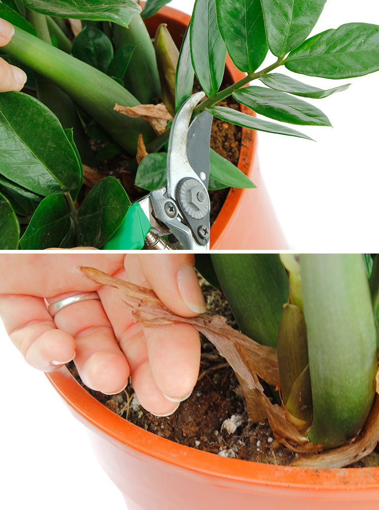 Zamioculcas Glucksfeder Pflege 123zimmerpflanzen