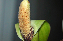 Blühende Zamioculcas Blühende Zamioculcas