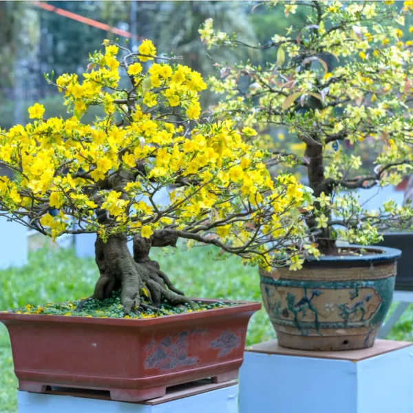 Bonsai-Blüte Bonsai-Blüte