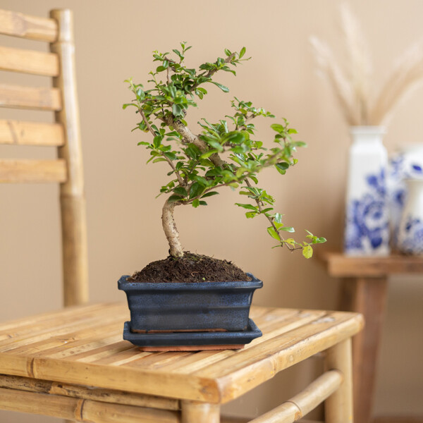 Standort Bonsai Standort Bonsai