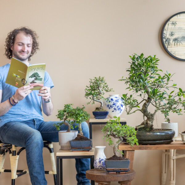 Bonsai-Dünger Bonsai-Dünger