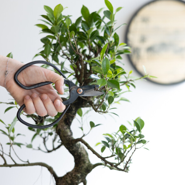 Bonsai pflege Bonsai pflege