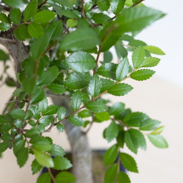 Bonsai umtopfen Bonsai umtopfen